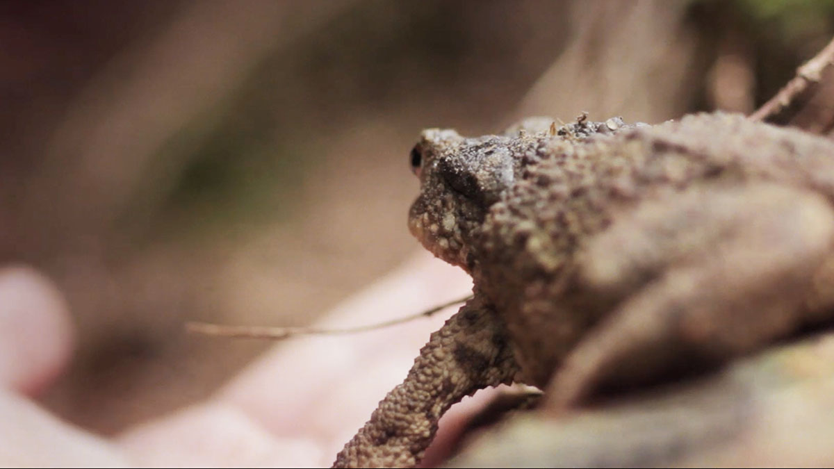 example of an extreme close-up